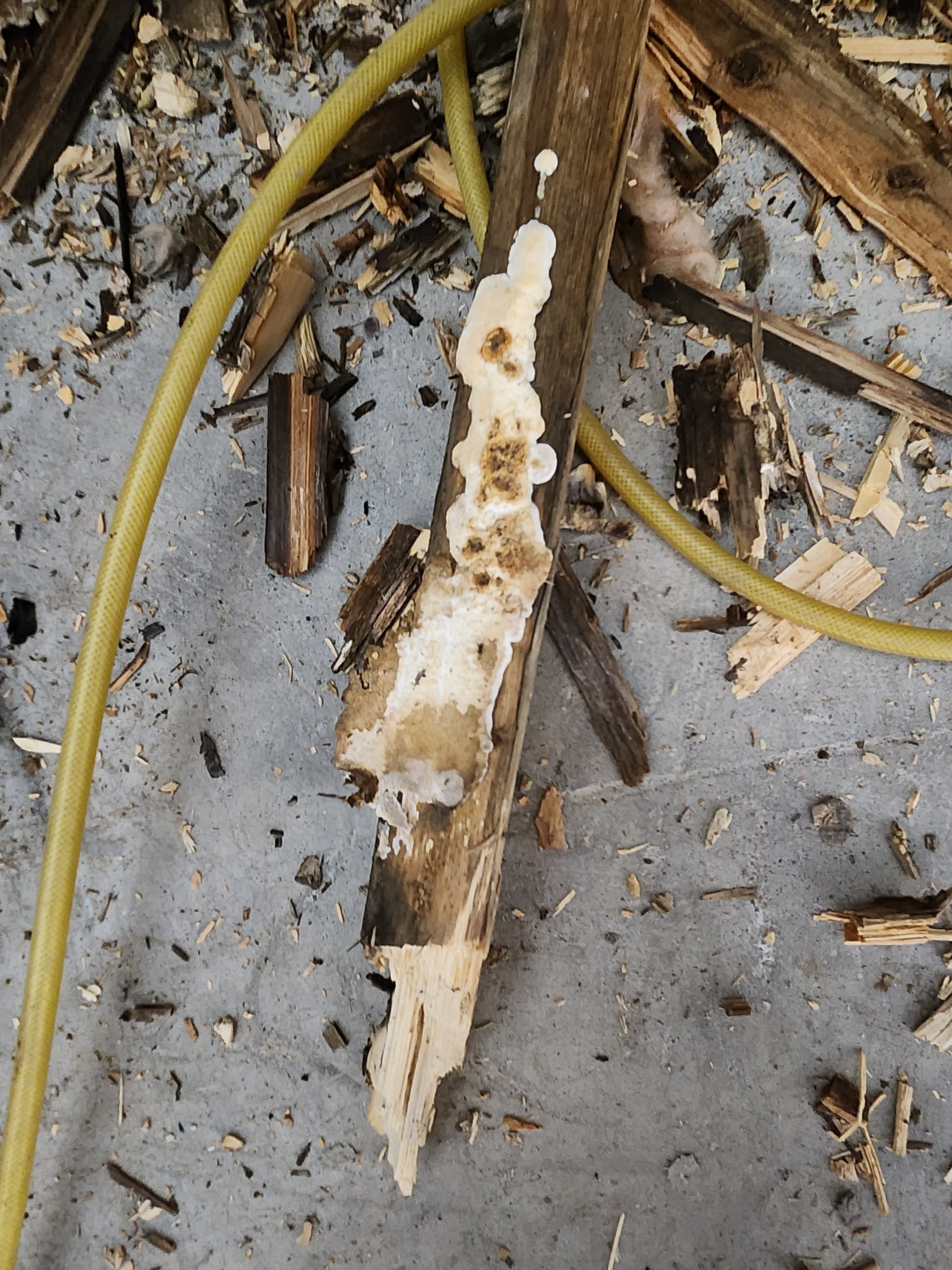 Champignons créés par les infiltrations d'eau dans une roulotte | Entretien VR Plus | Spécialiste en entretien unité de camping et VR